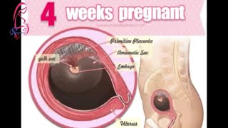 4 weeks pregnant and 4 weeks pregnant Signs And Symptoms 4 weeks ultrasound  Pregnancy Term [upl. by Airitak]