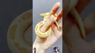 Before amp After Animals Growing UpAmazing Animal Transformation tiktok animals animalworld [upl. by Beard]