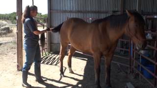 15Sec Quadriceps Strengthening Exercise For Horses [upl. by Rakia]