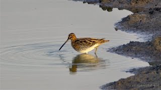 Common Snipe Gallinago gallinago  Bekassine [upl. by Niessuh638]