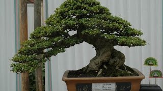 Specific Bonsai care guidelines for the Carmona [upl. by Ier]