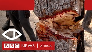 The Trees That Bleed How rosewood is smuggled from Senegal into Gambia  BBC Africa Eye documentary [upl. by Hilda537]