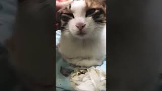 Funny cat  kitten❤️ cute cats shorts cat shortvideo trending funny animals tiktok dog fun [upl. by Ajnotal]