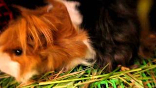 peruvian guinea pig pregnant [upl. by Gemoets353]