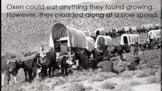 Covered Wagons of the Oregon Trail [upl. by Ereveneug]