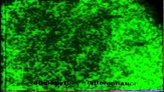 MYOGENIC DIFFERENTIATION OF KUSA CELLS [upl. by Methuselah]