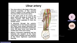 Blood Vessels of Forearm and Hand [upl. by Nerrej]