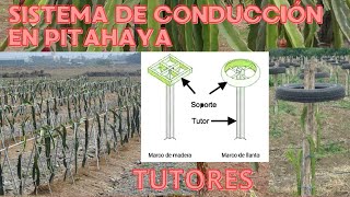 3 tipos de SISTEMAS DE CONDUCCIÓN TUTORADO EN EL CULTIVO DE PITAHAYA✅🐲 TUTORES EN PITAHAYA agro [upl. by Aserehc29]