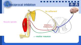 Reciprocal inhibition 상호억제 [upl. by Enilauqcaj419]