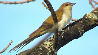 Blackbilled Cuckoo [upl. by Romanas668]