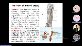 Anatomy of the Upper Arm part II [upl. by Sibley23]