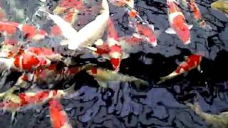 Ogata Koi Farm Japan [upl. by Giraldo]