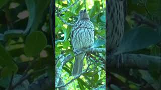 Female Figbird in Queensland shorts [upl. by Atteynad85]