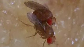 Mating behaviour of Drosophila melanogaster [upl. by Nakre824]