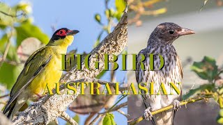 Cute Australasian figbird  Redwinged Parrot  Backyard Birds  Canon R7 4K [upl. by Aneerb]