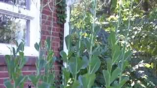 Growing Romaine Lettuce in Containers  An interesting experiment [upl. by Ellenrahc849]