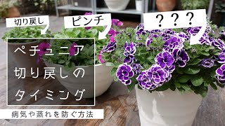 【ペチュニア】1番良いタイミングで切り戻す方法【たくさん咲く・病気を防ぐ】 [upl. by Otrevlig556]