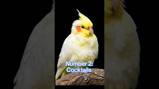 Top 3 Best Parrots For Breeding Purpose In The World trending viralshorts cute lovebirds pets [upl. by Shanahan469]