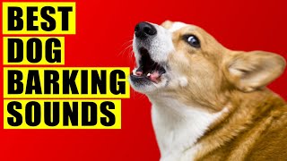 Dogs Barking Sounds Compilation See How Your Dog REACTS 15 Breeds Loud Dog Barking Sound Effect [upl. by Barbabas]