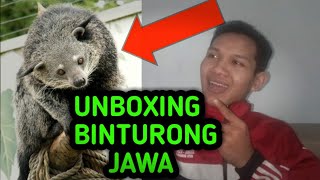 UNBOXING  BINTURONG JAWA [upl. by Rankin]