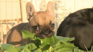 Giant Leaf VS French Bulldog Puppies [upl. by Ylremik219]