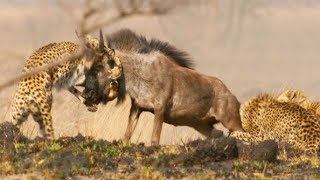 Triumph of the Herbivores  Prey Escapes Predator  Life of Mammals [upl. by Hyacinth]