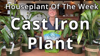 Cast Iron Plant  Houseplant of the Week [upl. by Dulsea305]