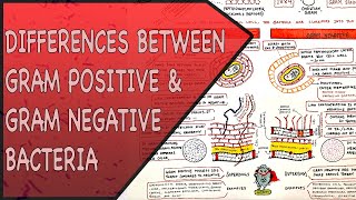 Differences between Gram Positive amp Gram Negative Bacteria [upl. by Ljoka]