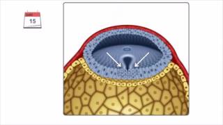 Gastrulacion [upl. by Venola]