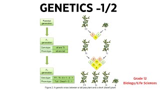 GENETICS GRADE 12 Life SciencesBiology [upl. by Nawiat]