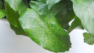 Marantaceae Timelapse  Ep24 Calathea Musaica The Dancing Queen  4 Days [upl. by Potash]