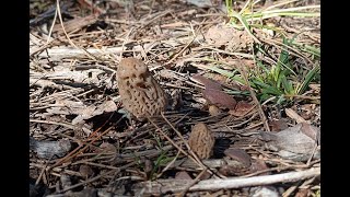 Morilles les bonnes pratiques à suivre [upl. by Eillom]