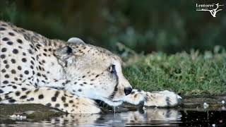 cheetah drinks close up shots [upl. by Maddie]