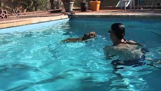 French Bulldog LOVES the swimming pool [upl. by Tiga]