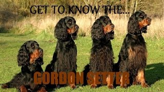 Get to Know the Gordon Setter [upl. by Zelten]