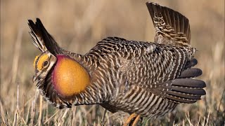 Gallo de la Pradera  Famoso por su canto y su increíble baile de apareamiento [upl. by Eceinert]