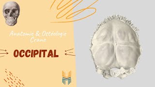 Anatomie amp Ostéologie de lOccipital  Occipital Bone [upl. by Alamak739]