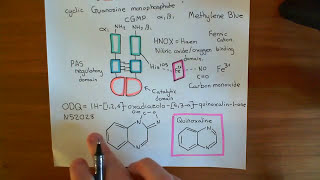 Soluble Guanylate Cyclase Part 6 [upl. by Fauman]