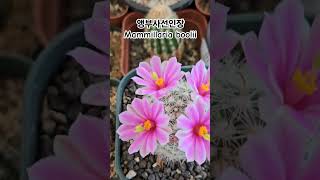 이쁜선인장꽃이 피었어요 Mammillaria boolii cactusflower cactusmania 앵부사 아이브 IAM [upl. by Arrais696]