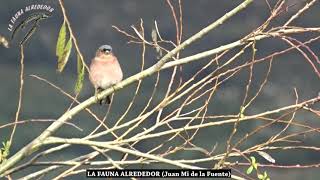 Canto de pinzón vulgar Fringilla coelebs Audio Xenocanto [upl. by Wahs956]