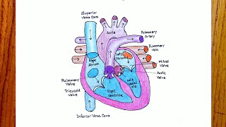 Human Heart Diagram Drawing ColourHow to Draw Heart Diagram Easily Class 10Science Heart Diagram [upl. by Nialb953]