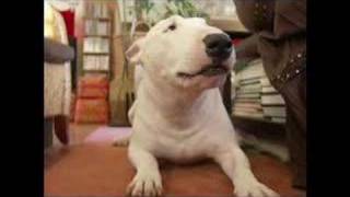 BULL TERRIER KLARKS SONG [upl. by Imailiv]