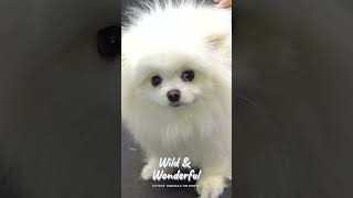 Unlocking the Charm of Pomeranian Dogs  Small Fluffy and Full of Personality [upl. by Clarisa]