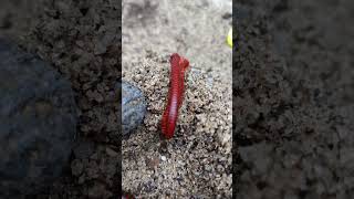 Millipede Kaki Seribu Sedang Mengedong anak Nya shortvideo [upl. by Gilly]