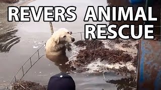 Reverse animal rescue compilation [upl. by Annawd]