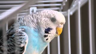 Budgie panting [upl. by Araid]