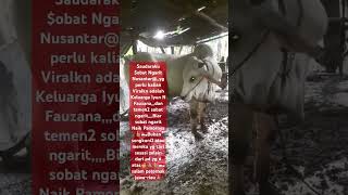 YANG HARUS SOBAT NGARIT VIRALKAN ADA 3iyun fauzana1515 peternakan indonesia nikensalindri [upl. by Hairas792]