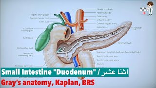 Small Intestine quotDuodenumquot Anatomy 78 [upl. by Elmo]