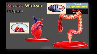 Can you live without organs What organs can you live without  Organs Comparison [upl. by Eleda]