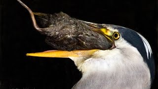 While a rodent is foraging near a hunter bird this predatory bird strikes with deadly precision [upl. by Netneuq]